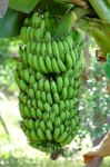 Green Banana Stock Photo