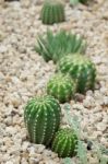 Cactus Stock Photo