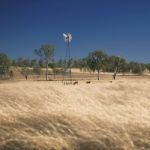 Windmill And Cows In The Countryside During The Day Stock Photo