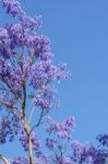 Colourful Blooming Jacaranda Tree Stock Photo