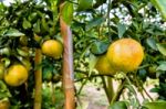 Ripe Orange Fruit On The Tree Stock Photo