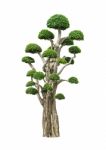 Big Bonsai Tree Isolated On White Stock Photo