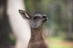 Kangaroo Outside Stock Photo