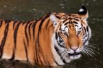 Tiger In The Water Close Up Stock Photo