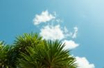 Palm Leave And Very Blue Sky With Cloud Stock Photo