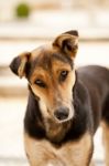 Street Dog Stock Photo