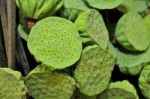 Lotus Seeds Stock Photo