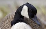 Beautiful Portrait Of A Canada Goose Stock Photo