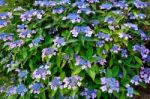 Blue Lacecap Hydrangea Stock Photo