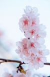 Cherry Blossom With Soft Focus, Sakura Season Background In Spring Stock Photo