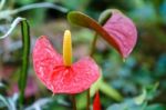 Red Yellow Flamingo Flower In Garden Stock Photo