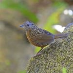 Streaked Wren Babbler Stock Photo