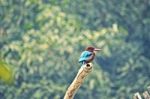 Common Kingfisher Stock Photo