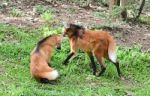 Maned Wolf Stock Photo