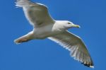 Seagull In Flight Stock Photo