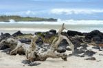 Tortuga Bay, Santa Cruz, Galapagos, Ecuador Stock Photo