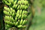 Green Banana Stock Photo