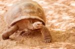 Giant Turtle In Galapagos Stock Photo