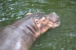 Hippopotamus Floating Stock Photo