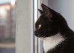 Black Cat Looking Out The Window Stock Photo