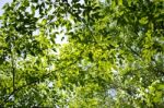 Green Leaves Background Stock Photo