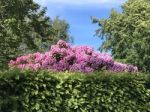 Nature And Flowers In The Park Stock Photo