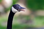 Image Of An Emotional Canada Goose Screaming Stock Photo