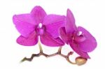 Orchid Flowers Stock Photo