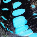 Butterfly Wing Stock Photo