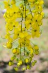 Purging Cassia Or Ratchaphruek Flowers ( Cassis Fistula ) Stock Photo