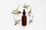 Holy Basil Essential Oil With  Fresh Leaves Stock Photo