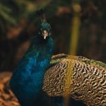 Beautiful Colourful Peacock Outdoors In The Daytime Stock Photo