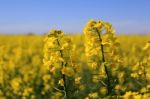 Flowers Of Colza Stock Photo