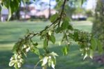 The Blooming Of Apple Trees Stock Photo