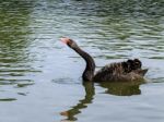 Black Swan (cygnus Atratus) Stock Photo