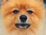 Close Up Good Healthy Nose Of Pomeranian Dog,good Health Of Dog Stock Photo