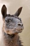 Llama. Andes Of Central Ecuador Stock Photo