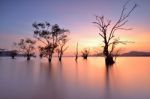 Mangrove Trees Stock Photo