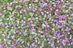 Beautiful Lovely Little White And Pink  Gypsophila Flowers Patte Stock Photo