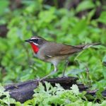 Siberian Rubythroat Stock Photo