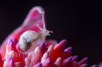 Snail On Red Flower Stock Photo