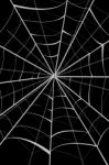 Spider Web Stock Photo