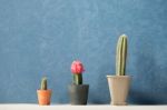 Three Cactus With Dark Blue Background Stock Photo