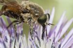 Bombylius Major Stock Photo