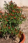 Parsons Pepper Flower Stock Photo