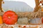 Pumpkin Harvest Season On The Farm Stock Photo