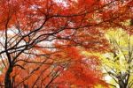 Autumn Maple Leaves Stock Photo