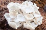 Fresh Oyster Mushrooms For Display Stock Photo