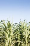 Green Field Of Corn Growing Up Stock Photo