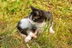 Cat Walking On Grass Stock Photo